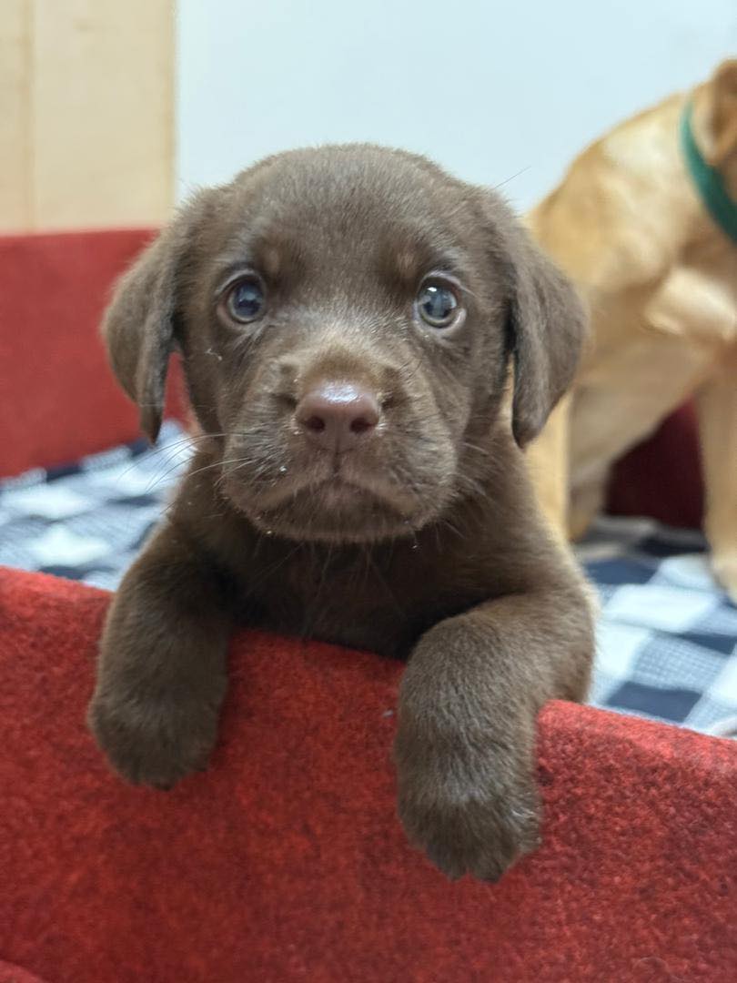 Kenali “Brave”, Anak Anjing Di Sebalik Usaha Malaysia Kurangkan Kos Import Anjing Penyelamat